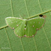 白斑綠尺蛾 - Photo 由 Nuwan Chathuranga 所上傳的 (c) Nuwan Chathuranga，保留所有權利