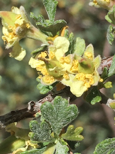 Antelope Bitterbrush