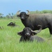 Domestic Water Buffalo - Photo (c) Jamie Carr, all rights reserved