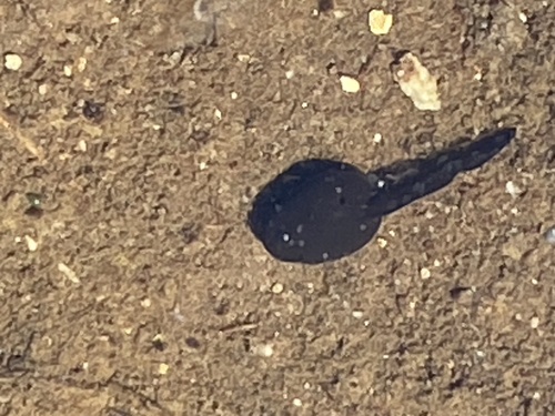 iNaturalist observation photo of Yosemite Toad
