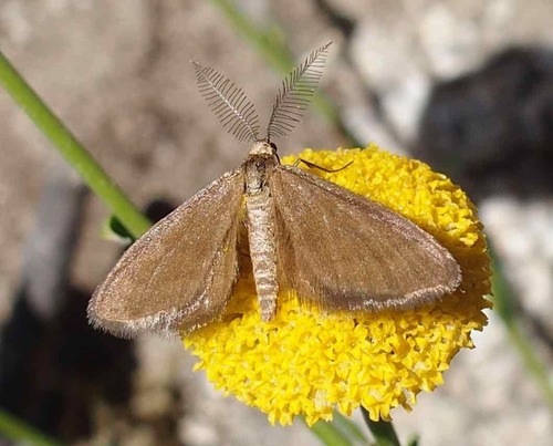 Anthometra plumularia