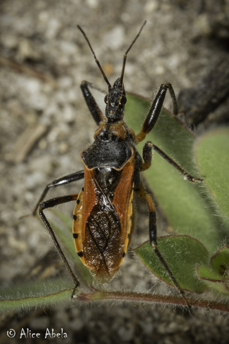 iNaturalist observation photo of Rhynocoris ventralis