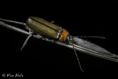 iNaturalist observation photo of Silis