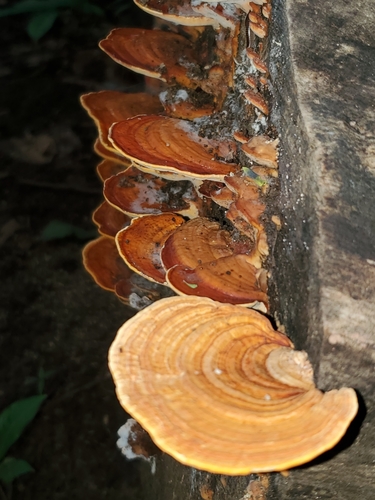 Rigidoporus microporus (Sw.) Overeem