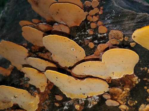 Rigidoporus microporus