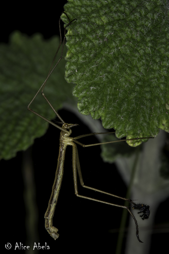 iNaturalist observation photo of Wingless Hangingfly