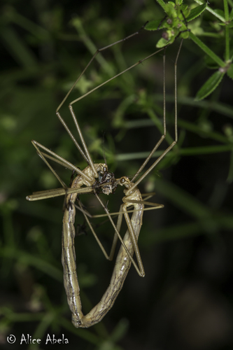 iNaturalist observation photo of Wingless Hangingfly