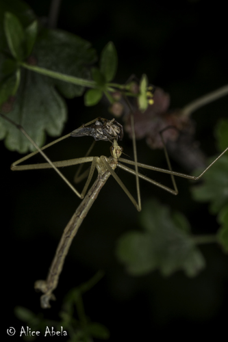 iNaturalist observation photo of Wingless Hangingfly