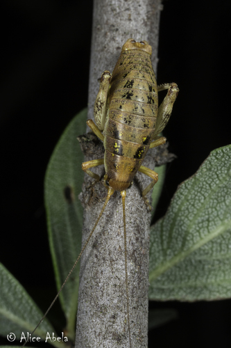 iNaturalist observation photo of Gammarotettix genitalis