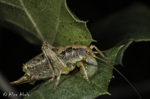 iNaturalist observation photo of Gammarotettix genitalis