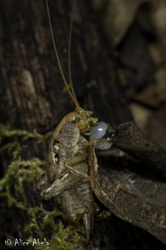iNaturalist observation photo of Gammarotettix genitalis