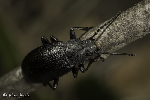 iNaturalist observation photo of Helopini