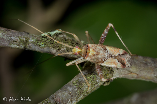 iNaturalist observation photo of Phytocoris rufoscriptus