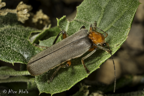 iNaturalist observation photo of Brown Leather Wing Beetle