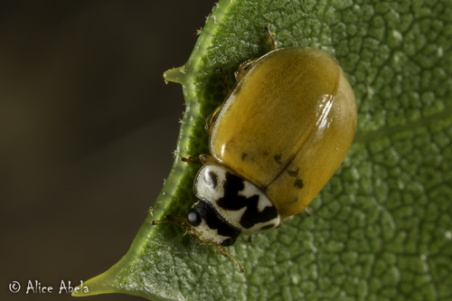 iNaturalist observation photo of Painted Lady Beetle
