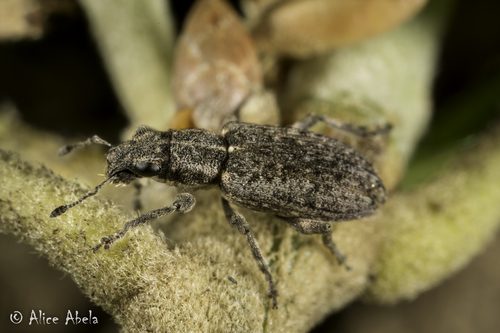 iNaturalist observation photo of Sitona californius