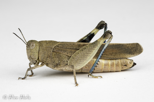 iNaturalist observation photo of California Orange-winged Grasshopper