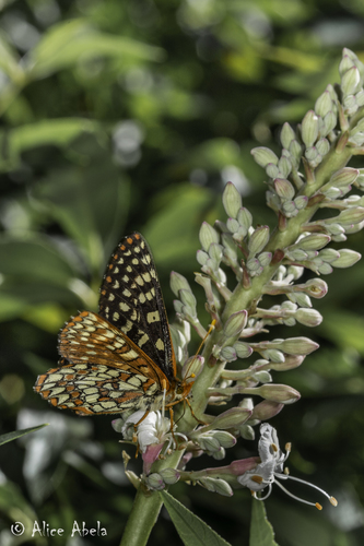 iNaturalist observation photo of Variable Checkerspot