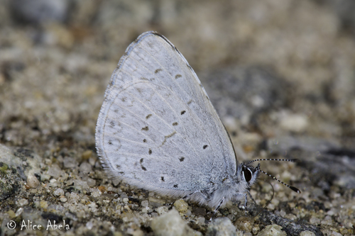 iNaturalist observation photo of Echo Azure