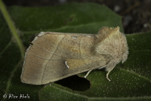 iNaturalist observation photo of Oregon Prominent