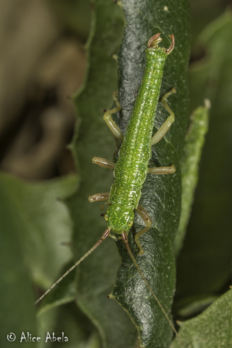iNaturalist observation photo of California Timema