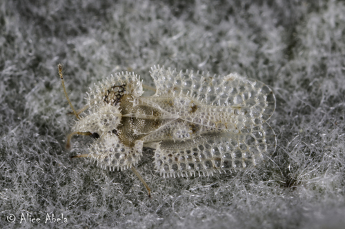 iNaturalist observation photo of Corythucha eriodictyonae