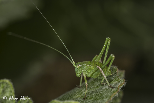 iNaturalist observation photo of California Chaparral Katydid