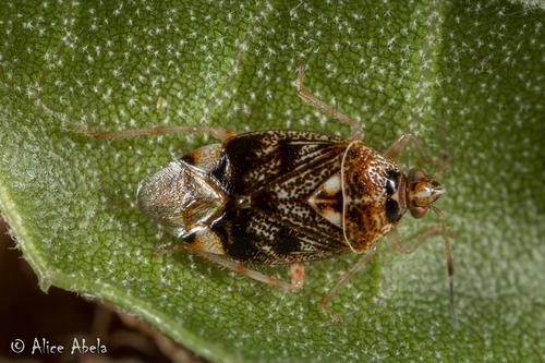 iNaturalist observation photo of Deraeocoris fenestratus