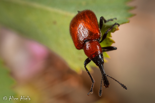 iNaturalist observation photo of Rose Curculio