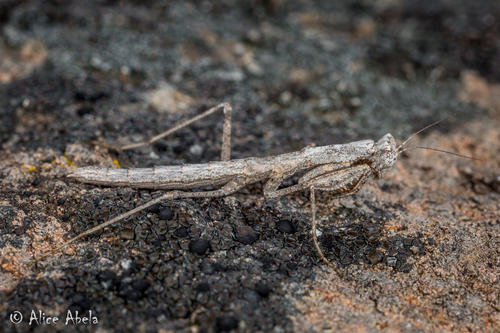 iNaturalist observation photo of Pacific Ground Mantis
