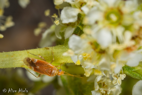 iNaturalist observation photo of Oncotylina