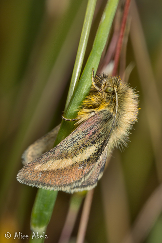 iNaturalist observation photo of Agoseris Flower Moth