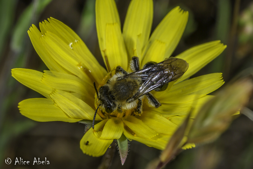 iNaturalist observation photo of Mining Bees
