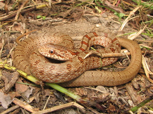 Japanese Four-lined Ratsnake