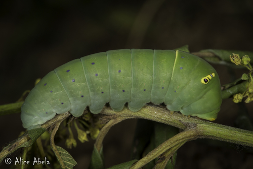 Pale Swallowtail