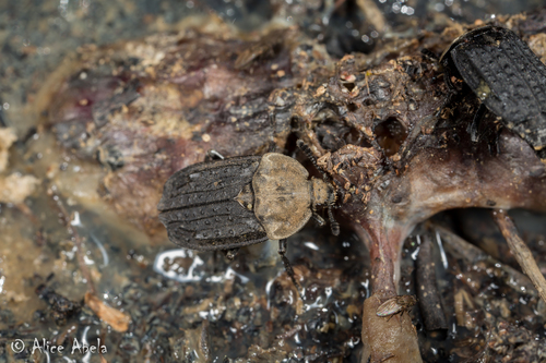 Northern Carrion Beetle