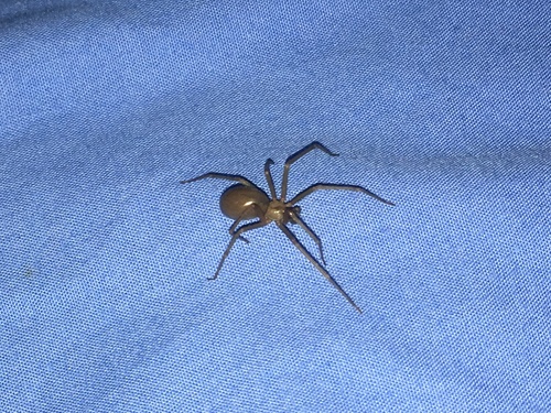 Loxosceles misteca
