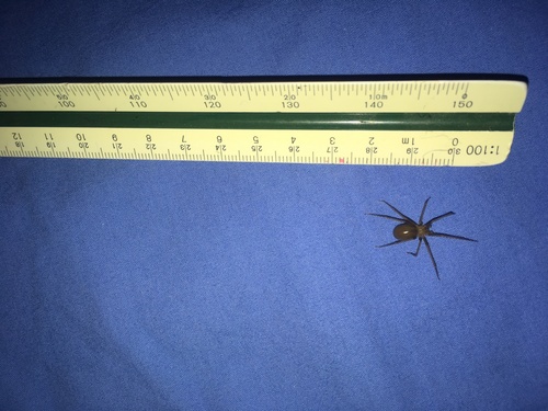 Loxosceles misteca