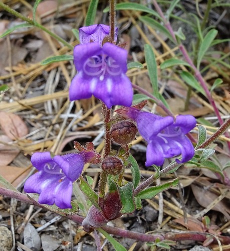 Penstemon laetus var. leptosepalus