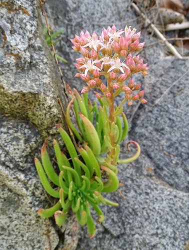 Sticky Dudleya