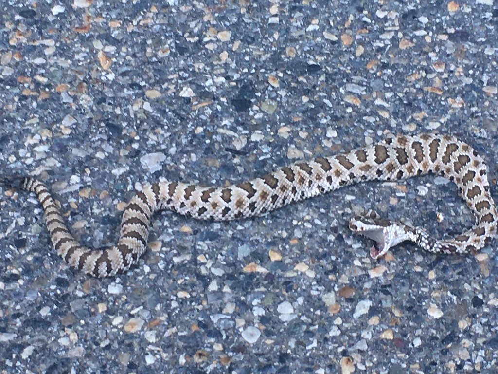 Great Basin Rattlesnake from City Creek Canyon, Salt Lake City, UT, US