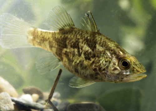 Glossamia aprion (Richardson, 1842)