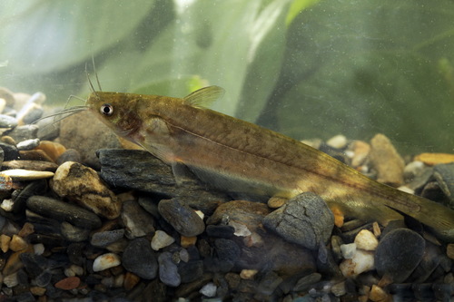 Rendahl's Catfish