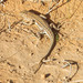 Bedriaga's Fringe-fingered Lizard - Photo (c) djilali_tahri, all rights reserved, uploaded by djilali_tahri