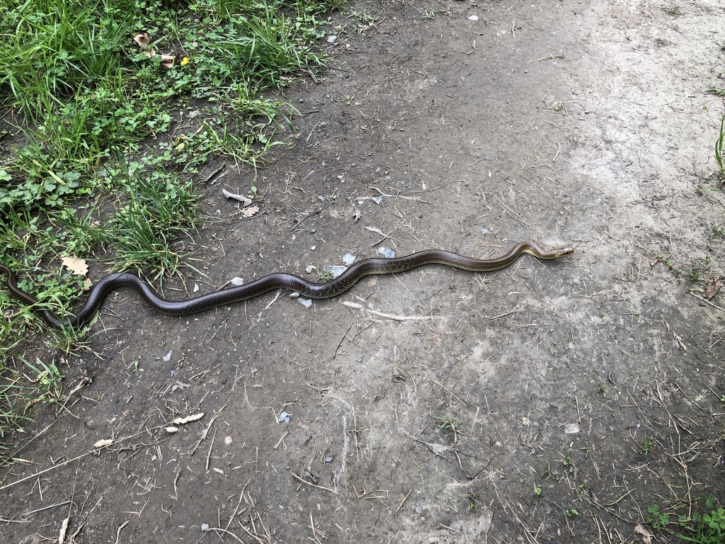 Aesculapian Snake from Camino Venta Alta, Arrigorriaga, Bizkaia, ES on ...