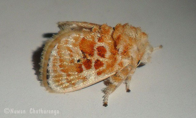 Polillas babosas y orugas ensilladas (Familia Limacodidae