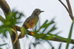 Brown-Eared Bulbul