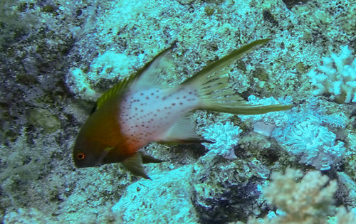 Lyretail Hogfish — seen at this dive site