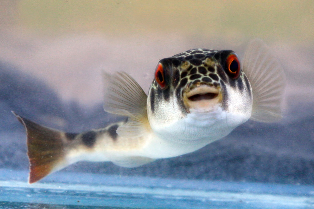 Pufferfishes and Their Relatives