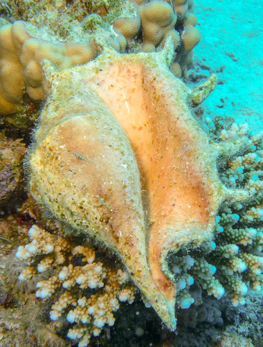 Giant Spider Conch